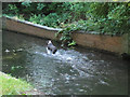 Dog in the Wandle