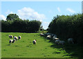 2012 : Sheep on Burledge Hill