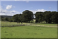 Trees and Horses near Glen Aldie Farm