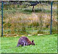 SD3335 : Wallaby at Blackpool Zoo by Gerald England