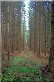 Forest Ride, above Troutsdale Low Hall