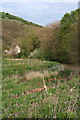 Bog Rhubarb on the dry bed of the Manifold River at Beeston Tor