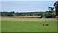 Sheep, Struthers Barns