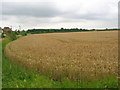 Wheat field on the edge of Coate