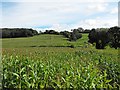 Maize crop near Rhyd-y-felin