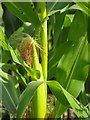 Developing maize crop near Rhyd-y-felin