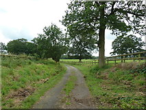 SO6742 : Driveway to Upleadon Farm by Dave Spicer