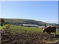 Farmland at Whitehill