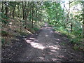 Footpath in Wincobank Wood