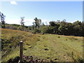 Barony Hill Trail near Glengee Wood