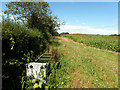 Cattle trough in field of maize