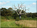 Dead tree by Bepton Road