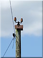 TL7156 : Top Of The Telegraph Pole by Keith Evans