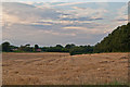 Newly harvested field