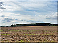 SU8408 : Trumley Copse across a ploughed field by Robin Webster