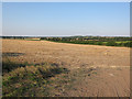 Farmland by Lark Hall Heath Farm