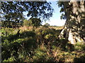 Barony Hill Trail near the Mill Burn