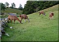 Llamas at Leahaugh