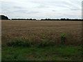 Crop field off Middle Street