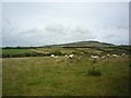 SH2034 : Sheep near Morfa by DS Pugh
