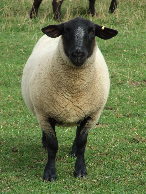 A Suffolk Sheep © Keith Evans :: Geograph Britain and Ireland