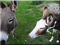 SO4390 : Donkeys in Minton by Jeremy Bolwell