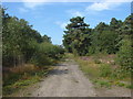 Englemere Pond nature reserve