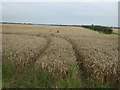 SK8792 : Crop field north of Corringham by JThomas
