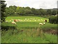 Sheep and cattle by the Umborne Brook