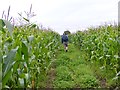 Crop Pathway