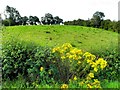 Dunteige Townland