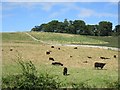 NO4805 : Cattle, Kilbrackmont Knock by Richard Webb