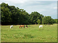 Horses by Woodstock Lane