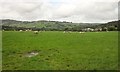 Sheep near Andrewshayes Farm