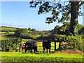 H6931 : Cows at Beagh Barton by Kenneth  Allen