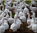 SO5500 : Free range geese by Jonathan Billinger