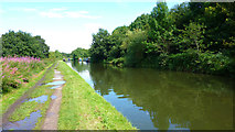 SJ7387 : Bridgewater Canal, Dunham Woodhouses/Little Bollington by Richard Cooke