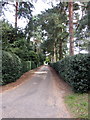 Tree lined lane