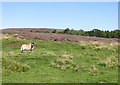 Heather on Spaunton Moor