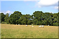 Field north of Llanbrynmair