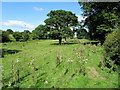 Field of Thistles near Howe Farm