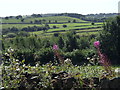 Fields south of Moss Road