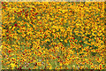 TQ3783 : Yellow meadow, Olympic Park by Oast House Archive