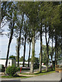 Tall trees at the caravan and camping site