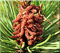 Conifer cones, Somerset forest, Coleraine