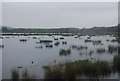 TQ0314 : Flooding, Amberley Wild Brooks by N Chadwick