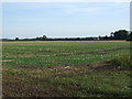 TF1904 : Farmland, Newborough Fen by JThomas