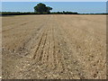 Tractor tracks