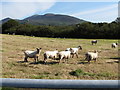 Sheep put in to graze a harvested hay field