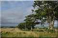 Field & trees by Udston Road